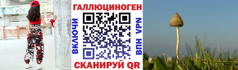 это как зайти  магазин  наркотиков  Грозный  Галлюциногенные грибы Psilocybine cubensis 